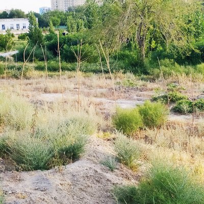 «Яшил макон»:  Экканда бизники,  суғоришда бегонаникими?