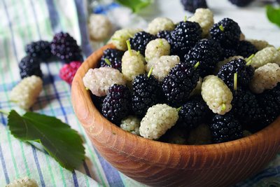 Дарахтлар гапирадилар, япроқлар сўзлайдилар...