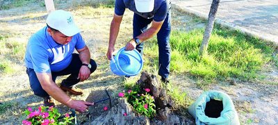 Дарахт  кундасидан  ғаройиб  ландшафт