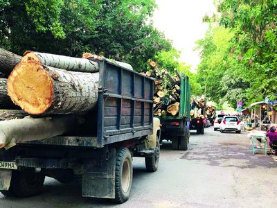 Дарахткесарларга эслатма:  Тўхта, биргина дарахт кесилиши ҳеч нарсани ўзгартирмайди, дея  хомтама бўлма!