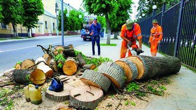 Дарахтларни  кесаверсак, охири нима бўлади?