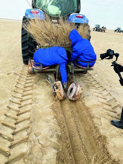 Орол денгизининг қуриган тубида яна  100 минг гектар  яшил қопламалар  барпо қилинмоқда