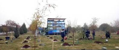 «Яшил белбоғлар» – экологик муаммоларда муҳим ечим