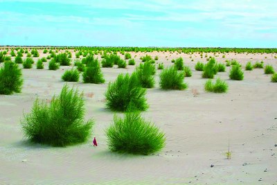 Дарахт чет  элники деса...