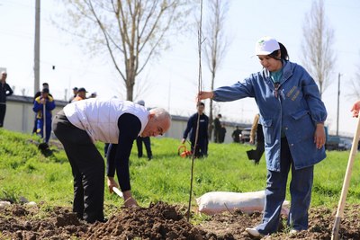 Минг туп  мевали кўчат