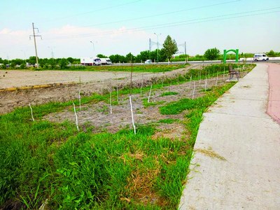 Нарпайда кўчатлар  қуриш ҳолатида,  нега?