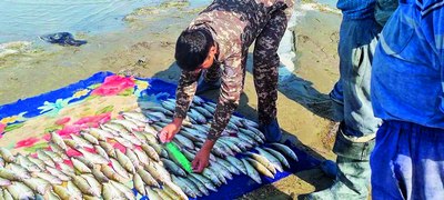 Экорейд  Табиатга  1 миллиарддан ортиқ  зарар  етказилди