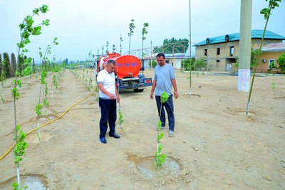 Кўчатлар қаровсиз  қолмади