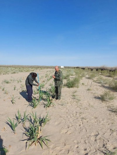 Орол денгизининг қуриган  тубига ноёб арундо ўсимликлари  экилмоқда