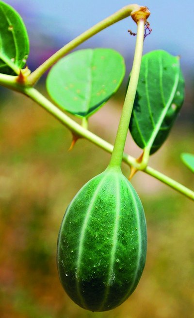 Табиат  эгасиз эмас