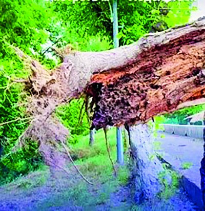 «Мўйловдор»лар  таҳдидига ечим борми?