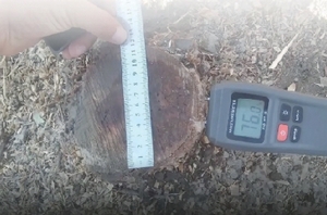 Бир туп дарахт учун 9 миллион сўм