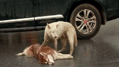 Ҳайвонларни уриб кетаётган  ҳайдовчиларга жазо йўқми?    