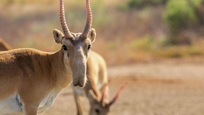 «Оролқум» сайғоқлари
