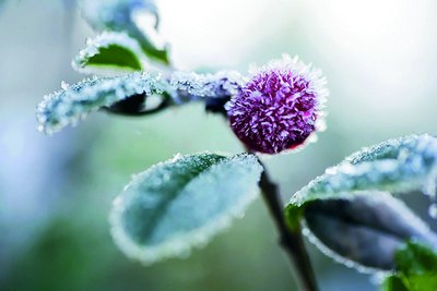 Она табиатнинг  ноёб  ҳодисаси