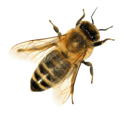 Асаларилар нега  рақс тушади?