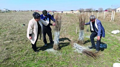 Дарахт экишда  қайси ҳудуд етакчи  бўлмоқда?