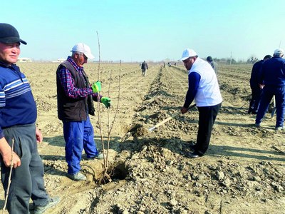 Ургутда олти гектар  мевали боғ