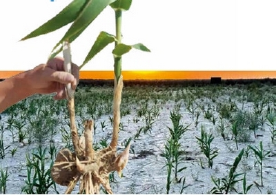 Орол денгизи  тубида юқори даражадаги шўрланишга чидамли ўсимлик синовдан ўтказилди