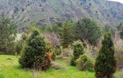 Ҳар бир  гиёҳ эътиборда