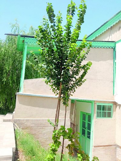 Хоразмлик ижодкорнинг  Қодирий боғига  совғаси