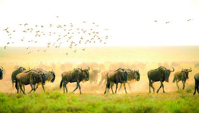 Мингдан ортиқ кўчиб юрувчи тур йўқолиб кетиш  хавфи  остида