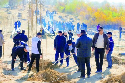 Йўл ёқасидаги кўчатлар  экологик мувозанатни сақлайди