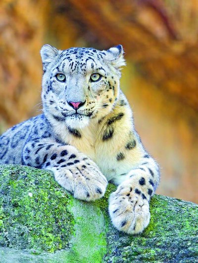 Қор қоплонини  ҳимоя  қилиш  минтақавий ҳамкорликни талаб этади