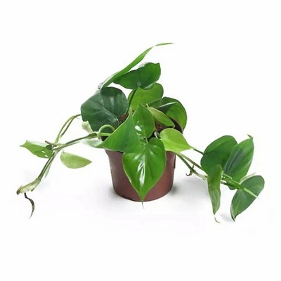 Уй ҳавосини  энг яхши  тозаловчи  етита ўсимлик