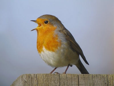 Қушларни  Тинглаш қайғуни  бартараф этади