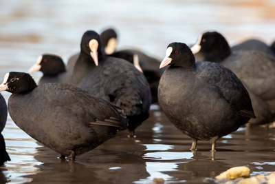 Қашқалдоқлар  кўпаймоқда