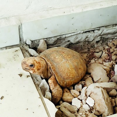 Ўн йил  бетон остида яшаган тошбақа