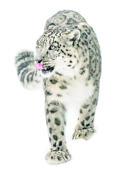 Ҳисор тоғларининг ноёб қўриқчиси