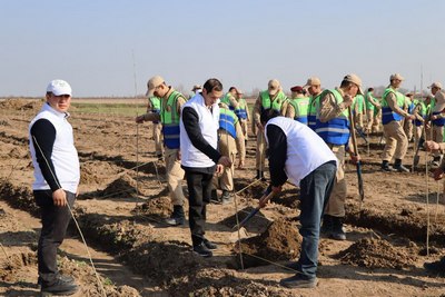 Сирдарёда &laquo;яшил макон&raquo; ҳашари