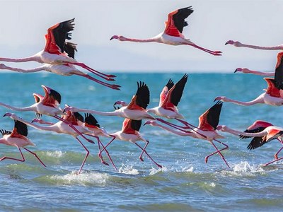 Ўзбекистон кўчиб юрувчи турларни асраш ташаббусига қўшилди