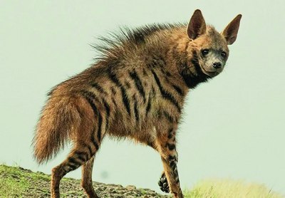 Ўзбекистоннинг сиртлонларни  асраш    ташаббуси  қўллаб-  қувватланди