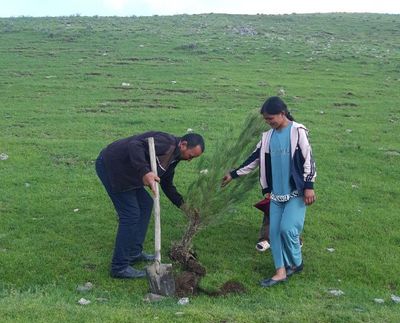 Қўшработ қир-адирлари ҳам  дарахтларга  бурканадими?