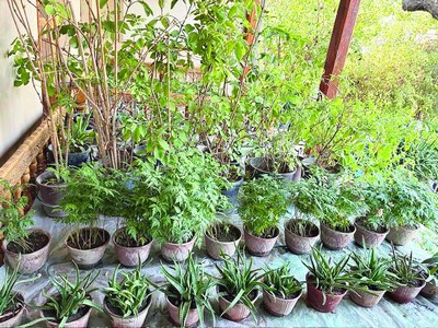 Гулсеварлар ҳаракатининг  кузги акцияси
